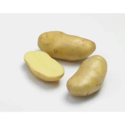 Hot BOTANIC® 10 plants de pommes de terre delikatesse bio calibre 25 à 32