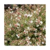 Outlet BOTANIC® Abelia Grandiflora Confetti pot 3 L