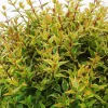 Abelia Grandiflora Happy Daydream. Le pot de 50 litres