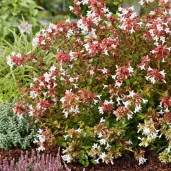 Sale BOTANIC® Abelia Grandiflora Sherwood en pot de 3 litres