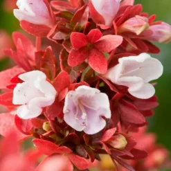 Outlet Abélia Floribunda rose 30/40. Le pot de 3 litres