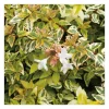 Best Abélia Grandiflora Kaleidoscope panaché 50/60. Le pot de 10 litres