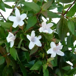 New Abélia Grandiflora. Le pot de 10 litres