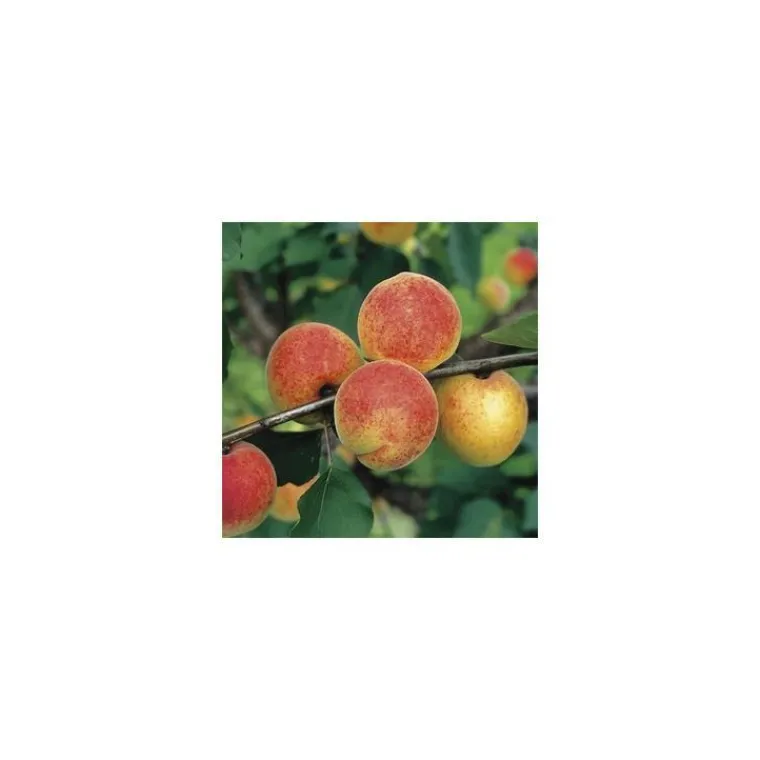 Outlet BOTANIC® Abricotier Bergeron. En racine nue, forme gobelet