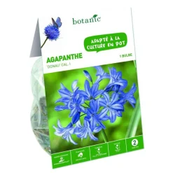 Sale BOTANIC® Agapanthe Donau - bleu - 1 bulbe