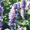 Online Agastache - Le pot de 10,5 cm