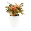 BOTANIC® Aglaonema pot Ø18xH45 cm