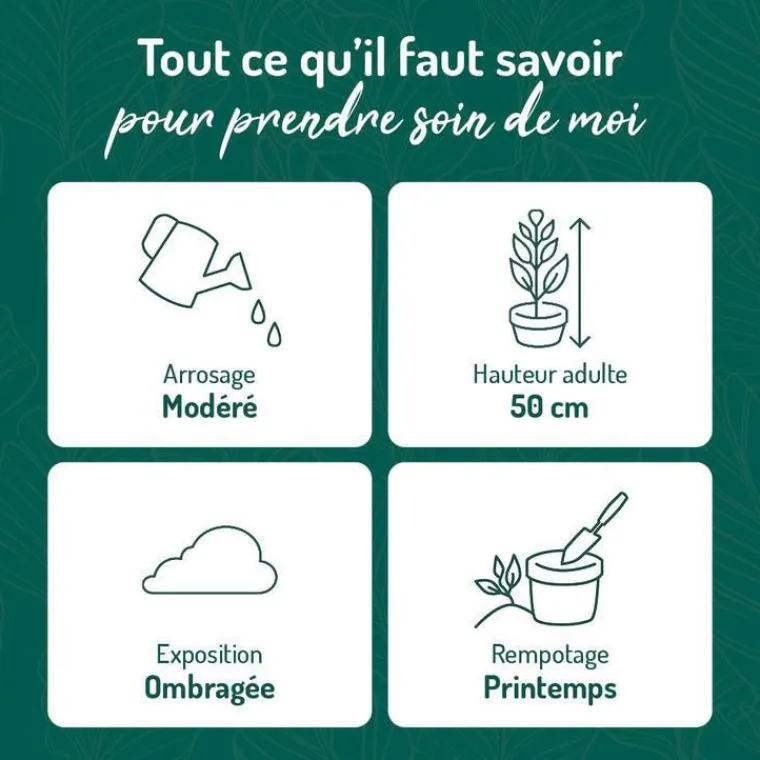 BOTANIC® Aglaonema pot Ø18xH45 cm