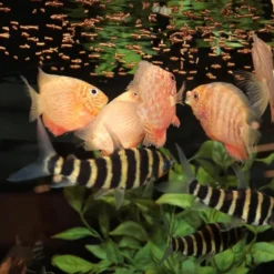 Best BLUE CORAL Alimentation insectes sticks petits 10g, 20ml - JBL ProNovo S