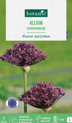BOTANIC® Allium atropurpureum - 7 bulbes