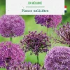 Clearance BOTANIC® Allium en mélange - 3 bulbes