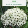 Sale BOTANIC® Allium Nigrum en mélange - 3 bulbes