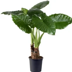 Hot Alocasia calidora 3 pieds - Pot de 24 cm de diamètre