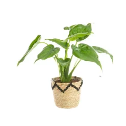 Best Alocasia Calidora avec cache pot en vannerie. Le pot de ø 19 cm