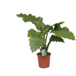 Sale Alocasia Portodora Pot Ø35 cm H150 cm