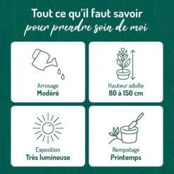 Online BOTANIC® Alocasia wenti verti. Le pot de 15 litres