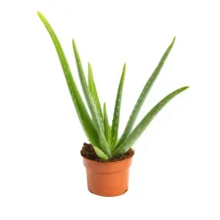 Hot Aloe vera en pot H 30 x Ø 10,5 cm