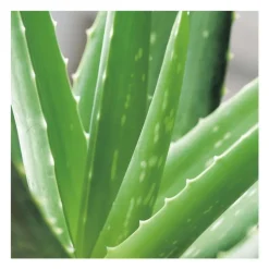 Aloe vera en pot H 20 x Ø 8,5 cm