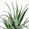 Discount Aloe Vera Volute. Le pot de 17 cm