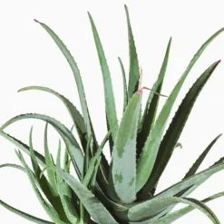 Discount Aloe Vera Volute. Le pot de 17 cm