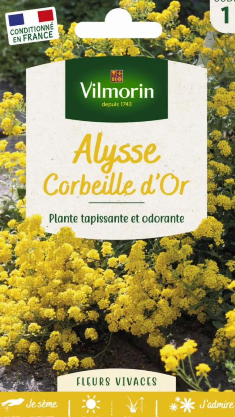 Clearance VILMORIN Alysse Corbeille d'Or - graines à semer