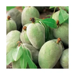 BOTANIC® Amandier Princesse Bio. Le pot de 15 litres forme 1/2 tige