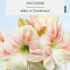 New BOTANIC® Amaryllis intérieur Apple Blossom - 1 bulbe