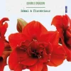 Hot BOTANIC® Amaryllis intérieur Double Dragon - 1 bulbe