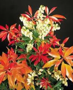 Outlet Andromède du Japon Forest Flamme rouge 20/30. Le pot de 3 litres