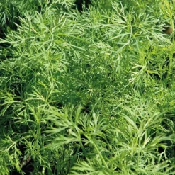 Outlet BOTANIC® Aneth Bio. Le pot de 2,5 litres