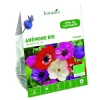 Outlet BOTANIC® Anémone de Caen bio - 15 bulbes