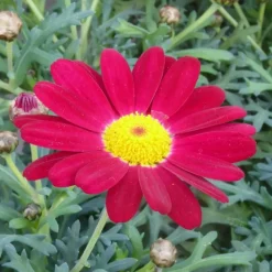 New BOTANIC® Anthémis rouge (Fausse Camomille ou Camomille des teinturiers) à fleurs rouges - Le pot de 9 x 9 cm