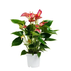 Clearance Anthurium andreanum livium rouge en pot Ø 14 cm