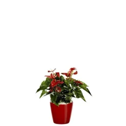 Sale Anthurium et son pot Classico premium Ø 35 rouge
