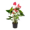 Online Anthurium Mystique pot Ø17 cm/ H55 cm