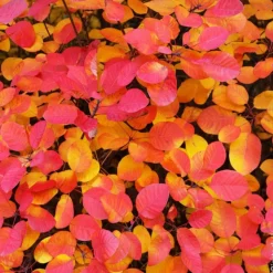 Outlet BOTANIC Arbre à perruques FLAMISSIMO® ‘Mincofla20’ vert. Le pot de 3L