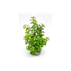 Hot LABEO Arbre lentille vert en plastique grand modèle 22 cm