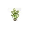 Discount LABEO Arbre lentille vert en plastique petit modèle 10 cm