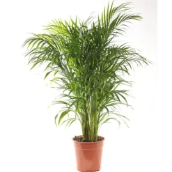 Sale Areca pot Ø21 cm/ H85 cm