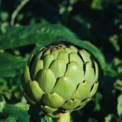 Best BOTANIC® Artichaut Vert Imperial Star Bio. Le pot de 10,5 cm