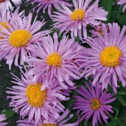 BOTANIC® Aster des Alpes rose - Le pot de 9 x 9 cm