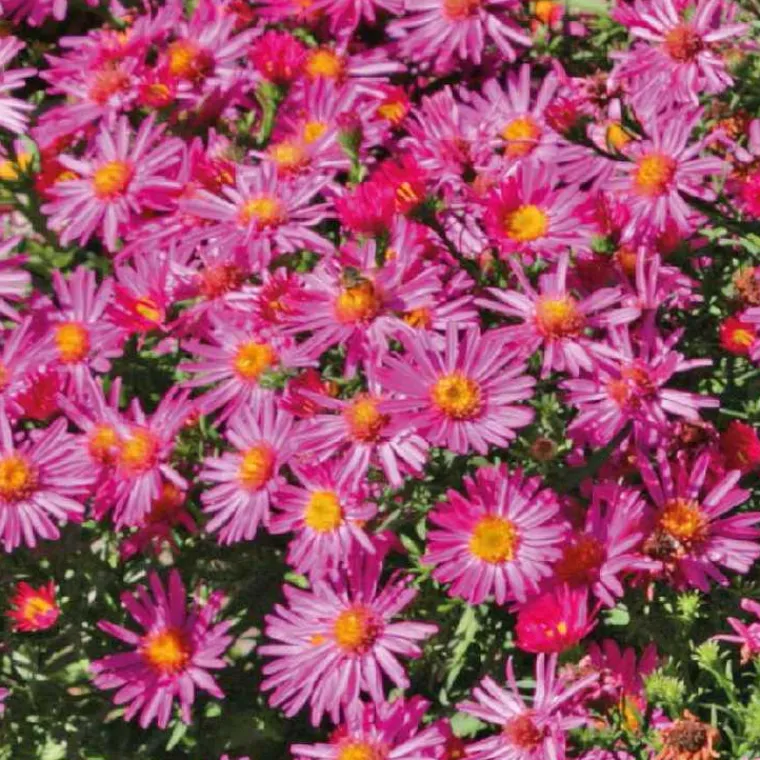 Best BOTANIC® Aster Nain Aut - rouge - Le pot de 9 x 9 cm