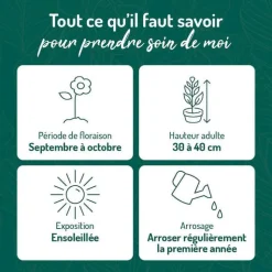 Best BOTANIC® Aster Nain Aut - rouge - Le pot de 9 x 9 cm