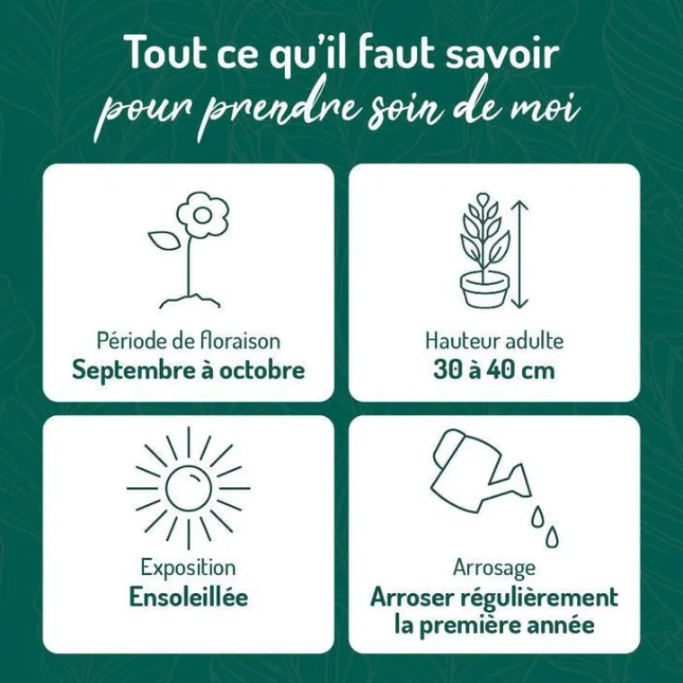 Best BOTANIC® Aster Nain Aut - rouge - Le pot de 9 x 9 cm