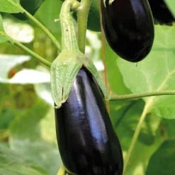 Outlet BOTANIC® Aubergine Longue Baluroi F1 Bio. La barquette de 3 plants