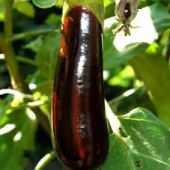 Aubergine Longue Bio. La barquette de 6 plants