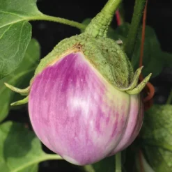 Outlet BOTANIC® Aubergine Rosa Bianca Bio. Le pot de 9x9 cm