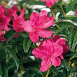 Best Azalée (Azalea) Encore Jewel violette. Le pot de 4 litres