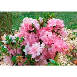 Best Azalée (Azalea) Encore. Le pot de 4 litres