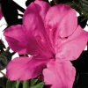 Sale Azalée (Azalea) Encore rose. Le pot de 4 litres
